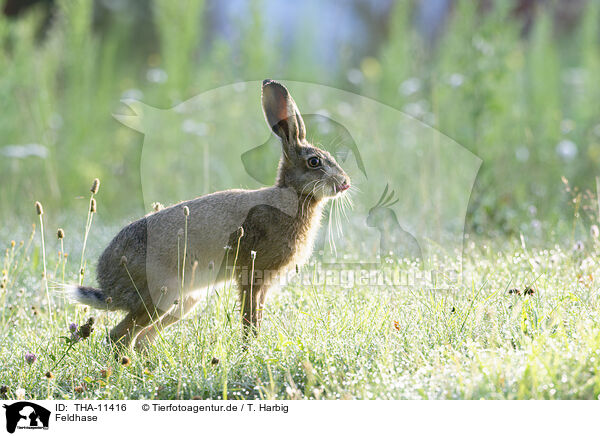Feldhase / brown hare / THA-11416