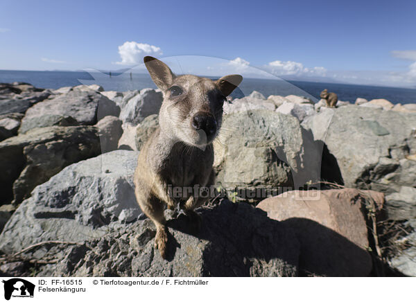Felsenk�nguru / Rock Wallaby / FF-16515