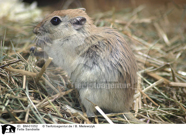 Fette Sandratte / fat sand rat / BM-01052