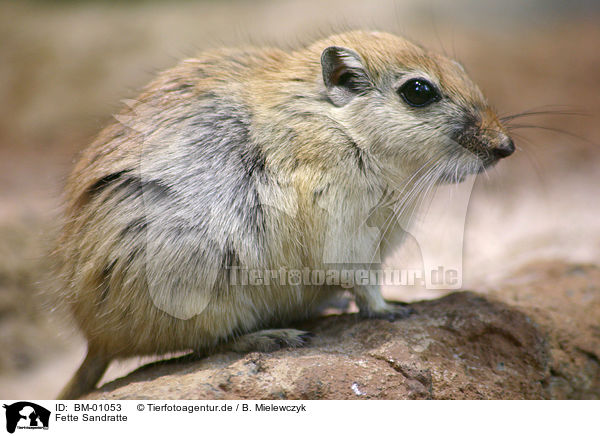 Fette Sandratte / fat sand rat / BM-01053