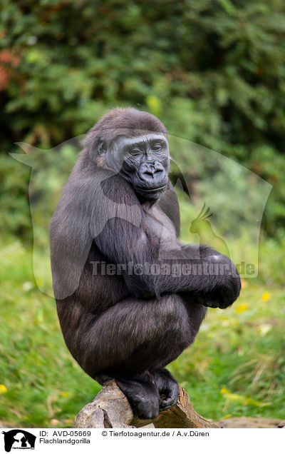 Flachlandgorilla / Gorilla / AVD-05669