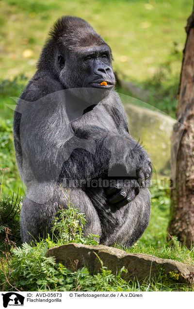 Flachlandgorilla / AVD-05673