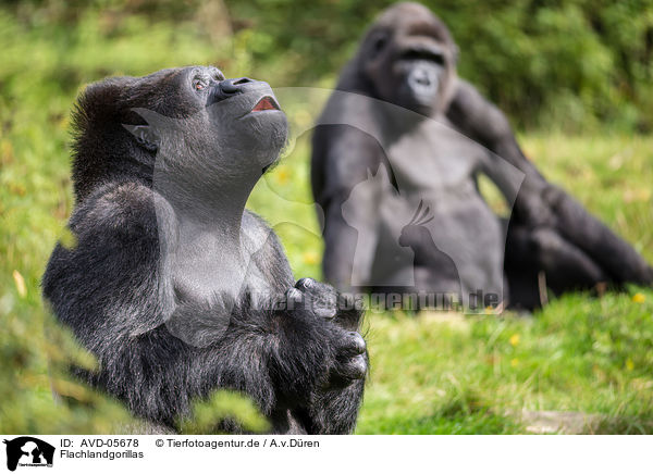 Flachlandgorillas / Gorillas / AVD-05678