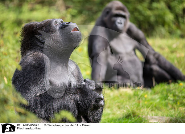 Flachlandgorillas / AVD-05678