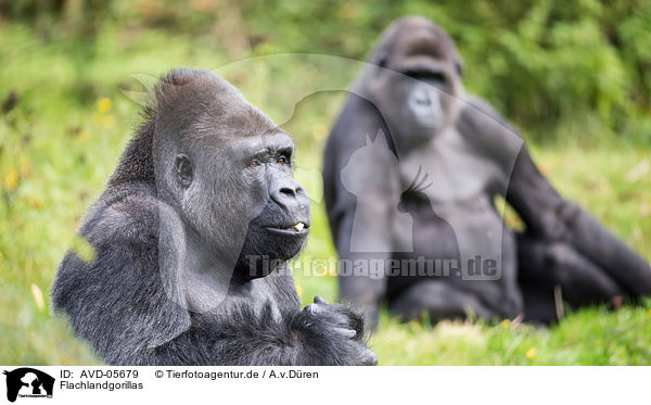 Flachlandgorillas / AVD-05679