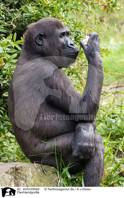 Flachlandgorilla / AVD-05682