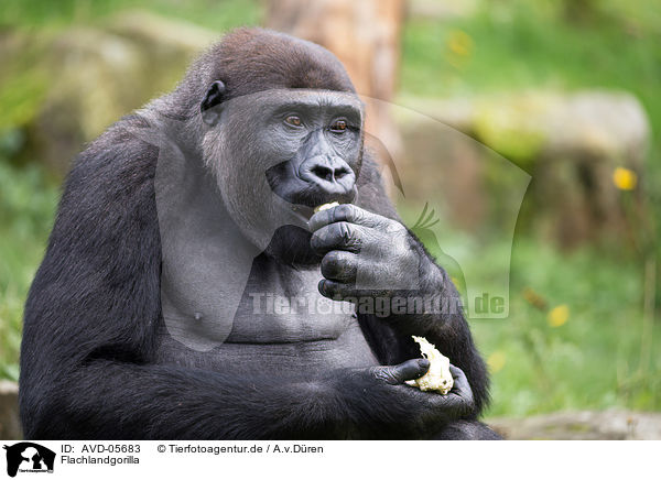 Flachlandgorilla / Gorilla / AVD-05683