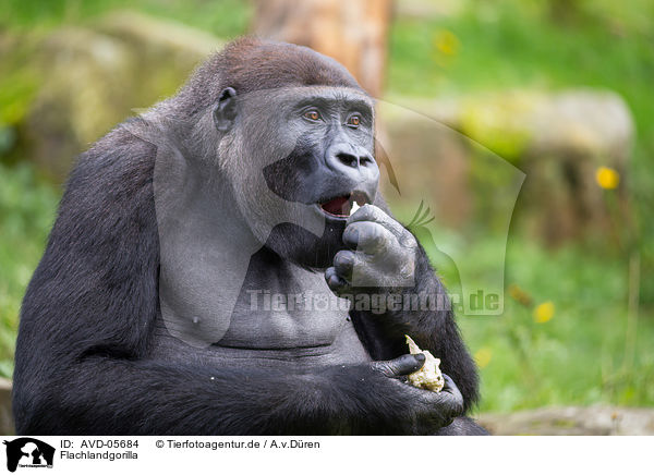 Flachlandgorilla / Gorilla / AVD-05684