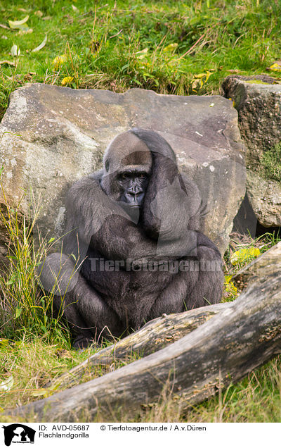 Flachlandgorilla / Gorilla / AVD-05687