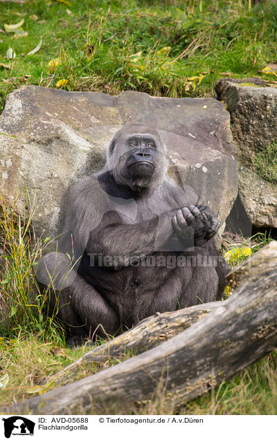 Flachlandgorilla / Gorilla / AVD-05688