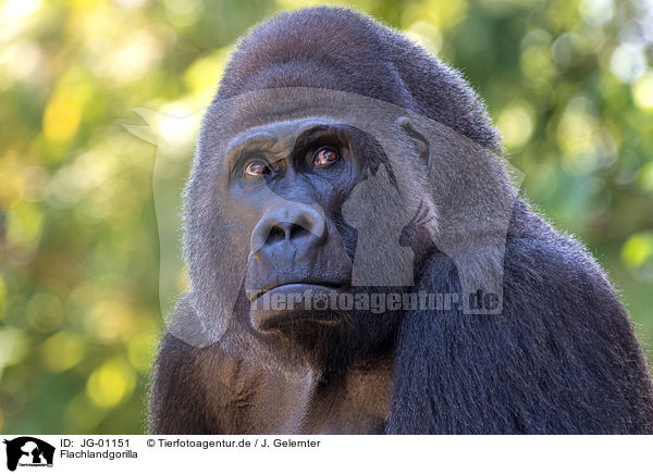 Flachlandgorilla / lowland gorilla / JG-01151