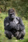 Flachlandgorilla