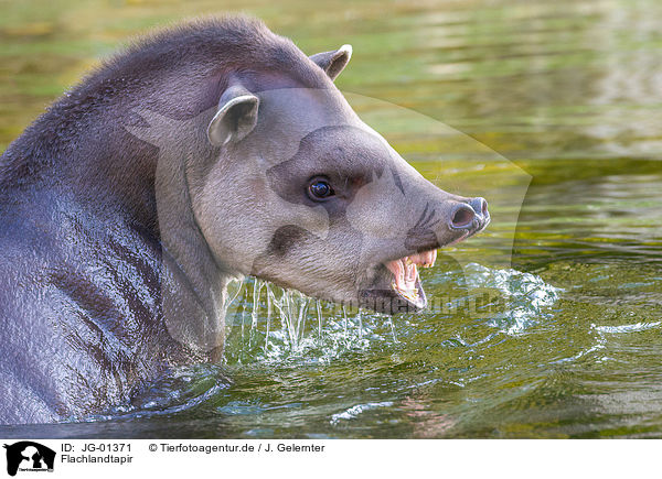 Flachlandtapir / Brazilian tapir / JG-01371