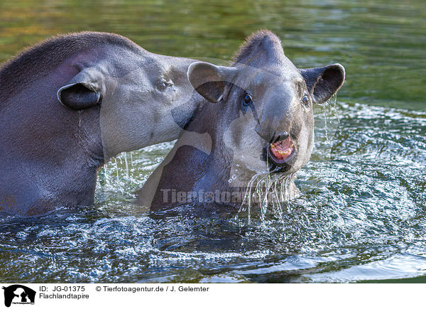 Flachlandtapire / Brazilian tapir / JG-01375