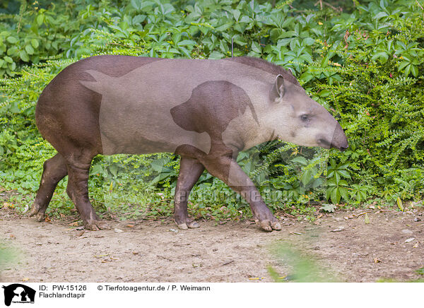 Flachlandtapir / Brazilian tapir / PW-15126