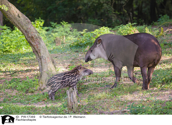 Flachlandtapire / Brazilian tapirs / PW-17369