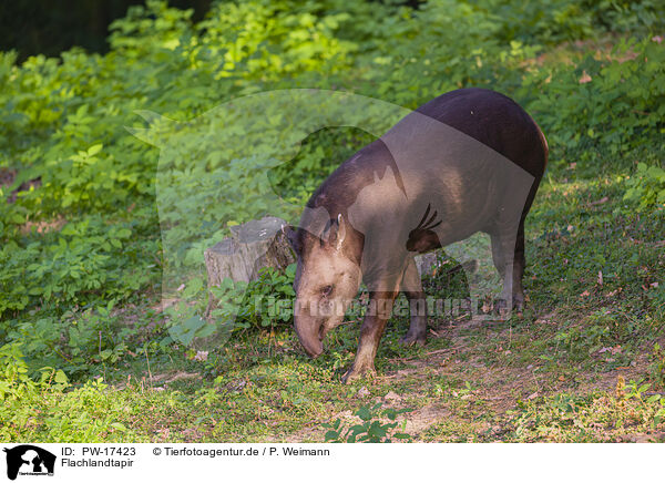 Flachlandtapir / Brazilian tapir / PW-17423