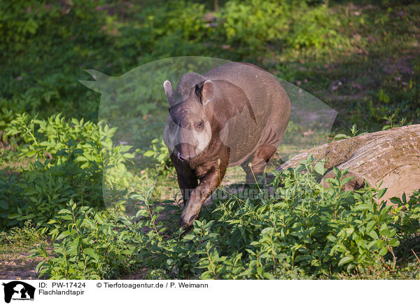 Flachlandtapir / Brazilian tapir / PW-17424