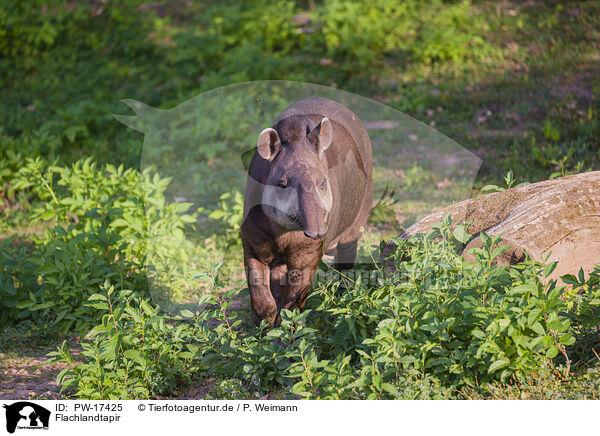 Flachlandtapir / Brazilian tapir / PW-17425