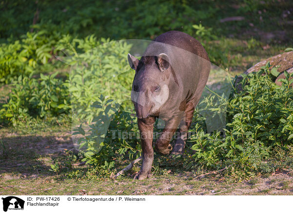Flachlandtapir / Brazilian tapir / PW-17426