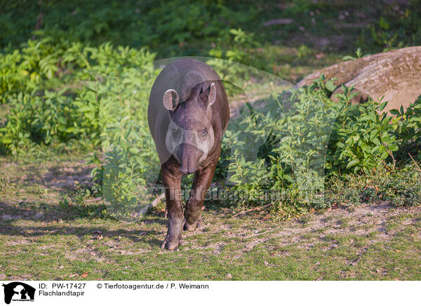 Flachlandtapir / Brazilian tapir / PW-17427