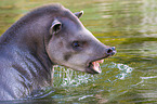 Flachlandtapir