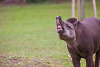 Flachlandtapir