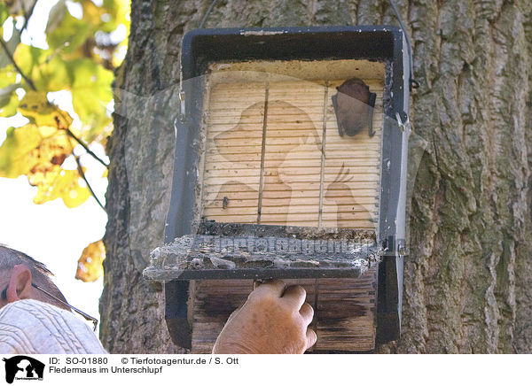 Fledermaus im Unterschlupf / bat in hideout / SO-01880