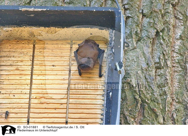 Fledermaus im Unterschlupf / bat in hideout / SO-01881