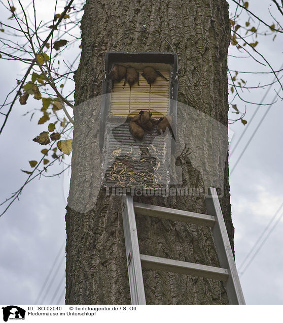 Flederm�use im Unterschlupf / SO-02040