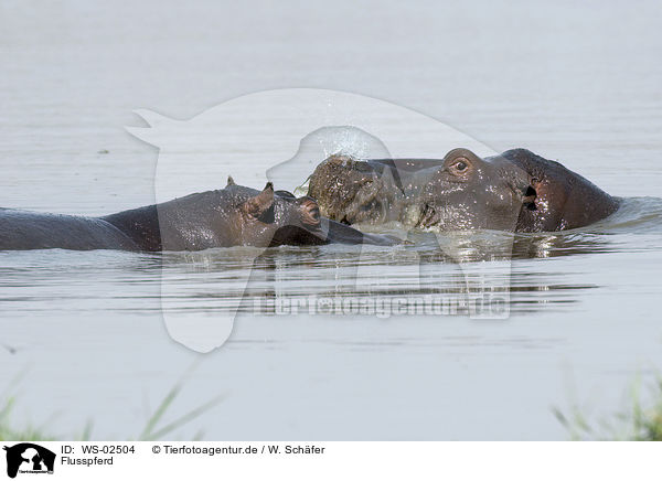Flusspferd / hippo / WS-02504