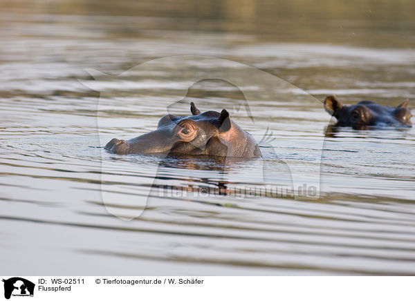 Flusspferd / hippo / WS-02511