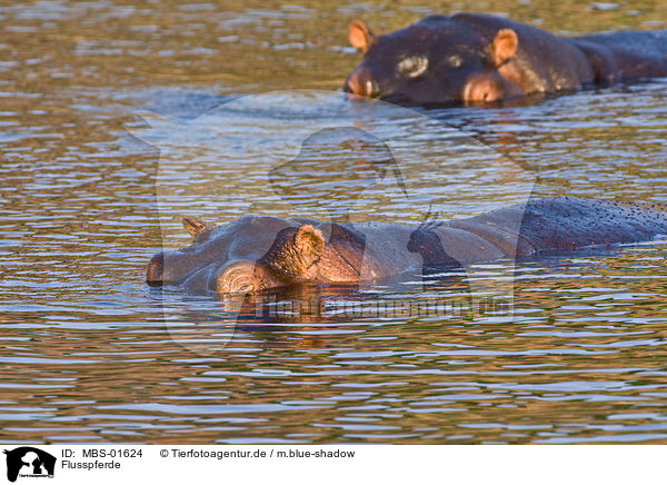 Flusspferde / hippopotamus / MBS-01624