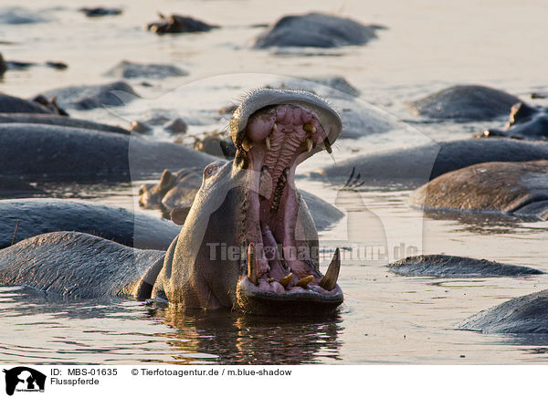 Flusspferde / hippopotamus / MBS-01635