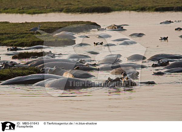 Flusspferde / MBS-01643