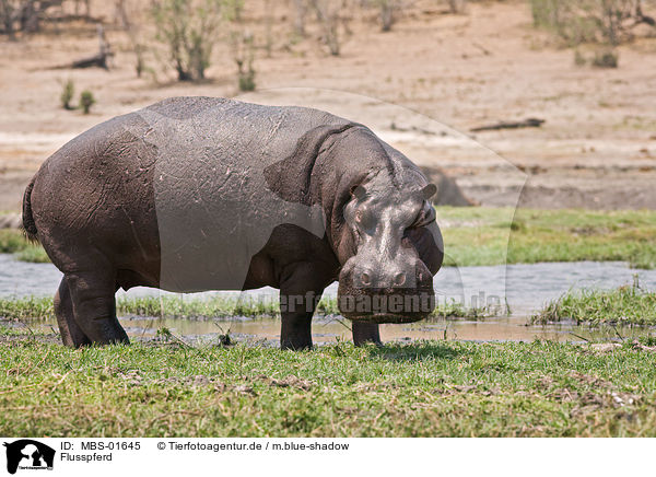 Flusspferd / hippopotamus / MBS-01645