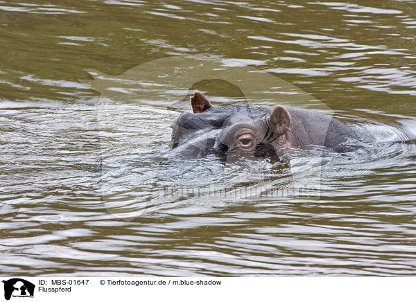 Flusspferd / hippopotamus / MBS-01647