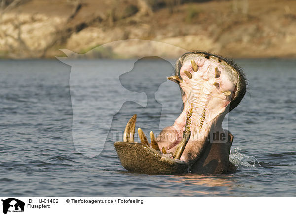 Flusspferd / hippopotamus / HJ-01402