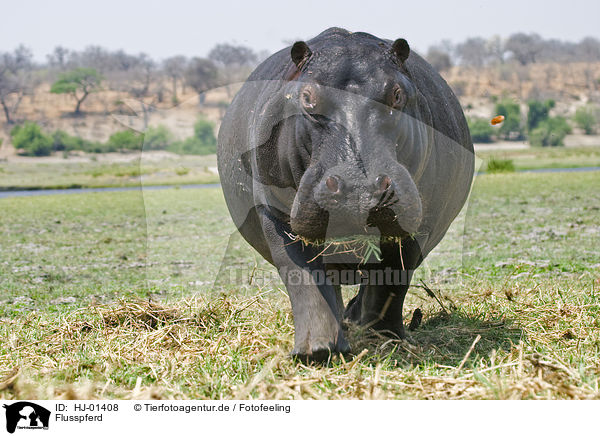Flusspferd / hippopotamus / HJ-01408