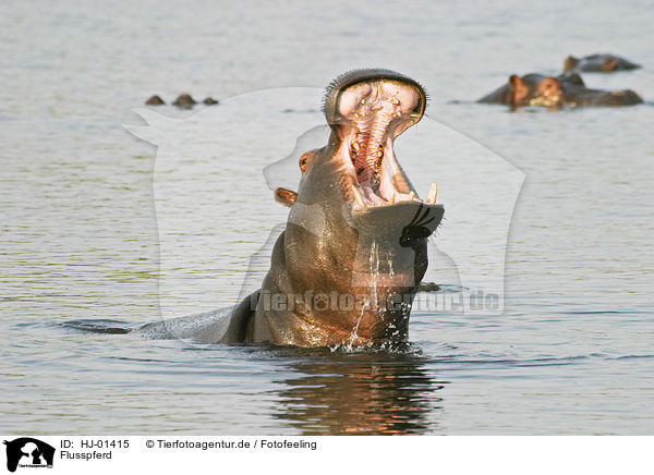 Flusspferd / hippopotamus / HJ-01415