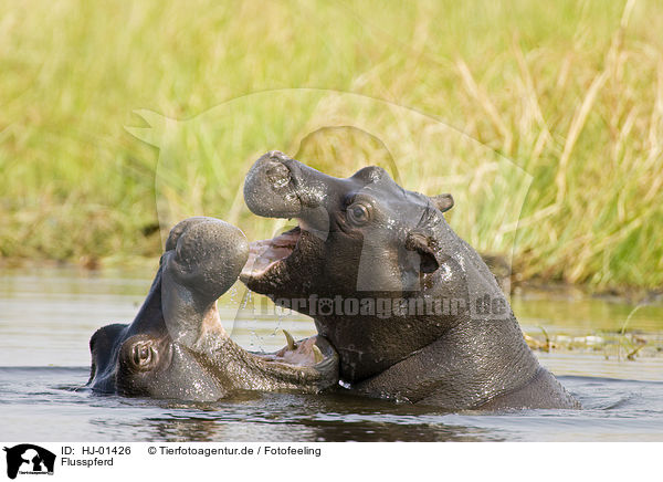 Flusspferd / hippopotamus / HJ-01426
