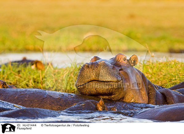 Flusspferd / hippopotamus / HJ-01444