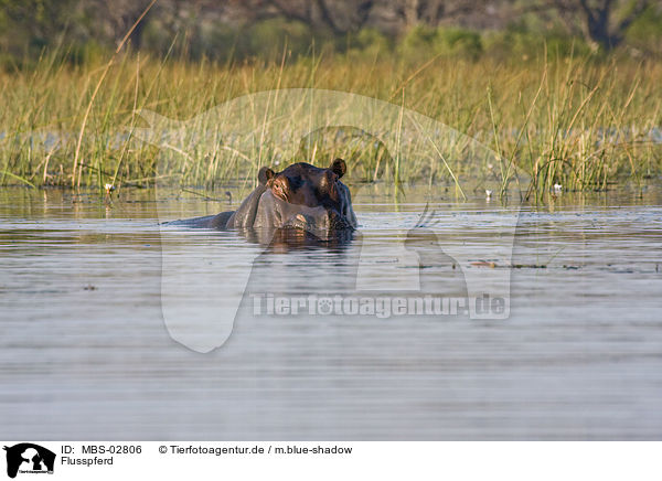Flusspferd / hippo / MBS-02806