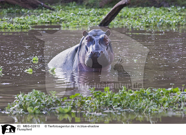 Flusspferd / hippo / MBS-02810