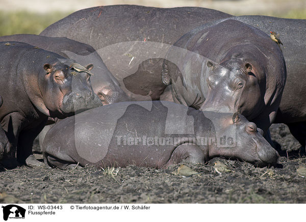 Flusspferde / hippos / WS-03443