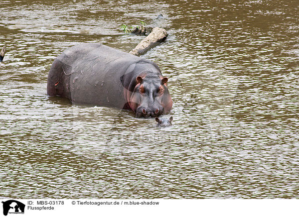 Flusspferde / hippos / MBS-03178