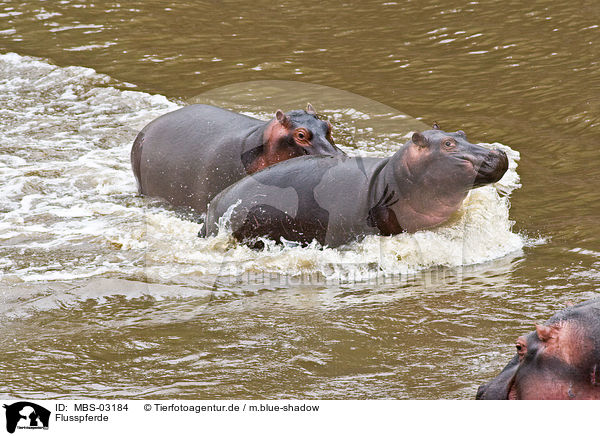 Flusspferde / hippos / MBS-03184