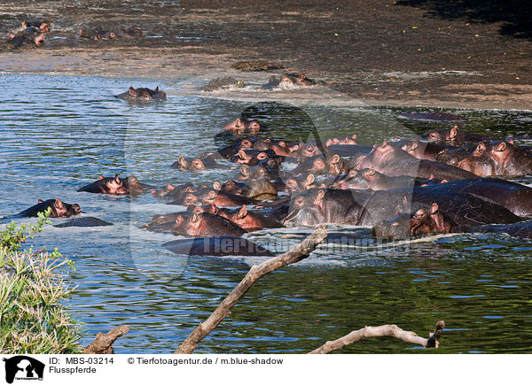 Flusspferde / hippos / MBS-03214