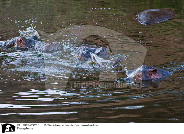 Flusspferde / hippos / MBS-03216