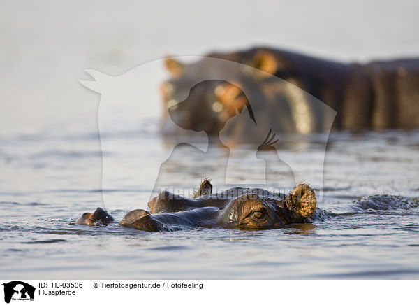 Flusspferde / hippos / HJ-03536
